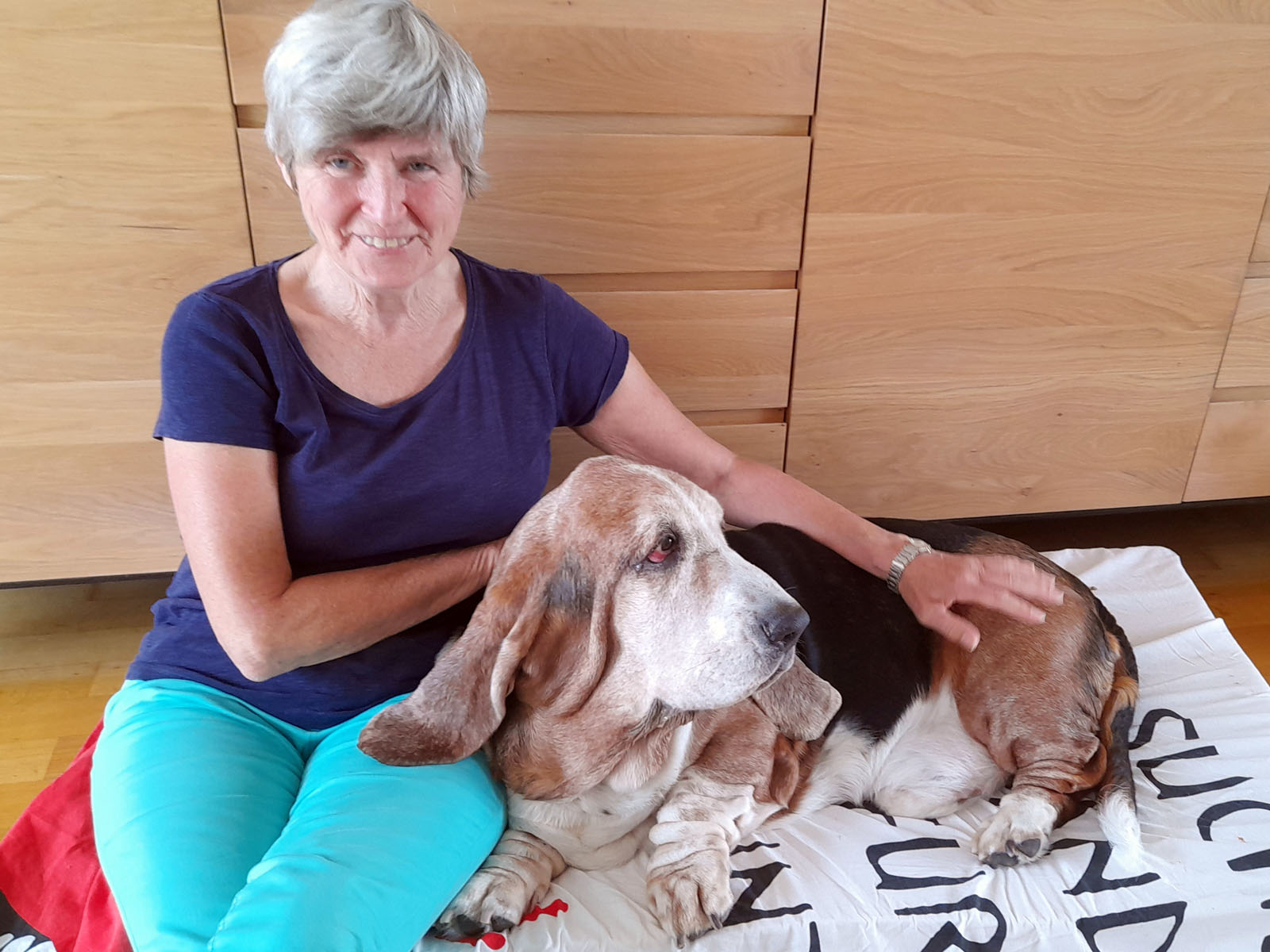 Basset Hound Albert zu Besuch bei Magda in Belgien